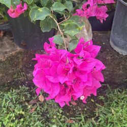 Fuchsia Bougainvillea
