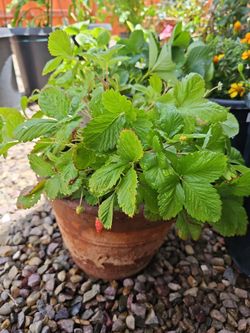 Strawberry organic plant with pot