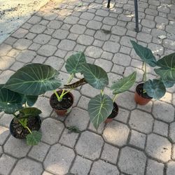 Elephant Ear 15$ Each