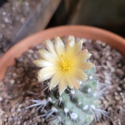 Cactus
