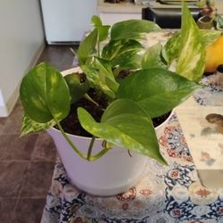 Plant 