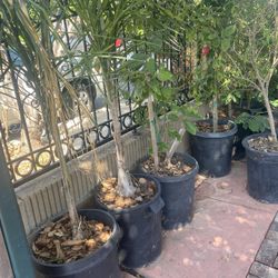 Home Garden