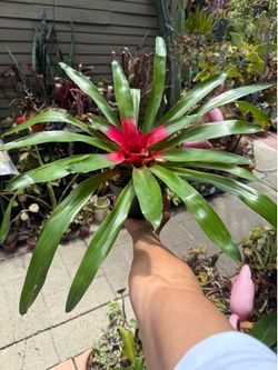 Large Bromeliad