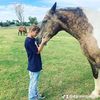 kaiden gause