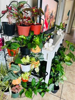 Plant for sale 10 each