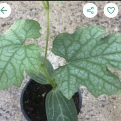 3x Luffa Mellon Seedling Plants Producing Hundreds Of Fruits Free Black Eyed Susan Plant 