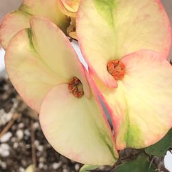 Corona De Cristo Baby Triyon