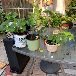 Blackberry Plant