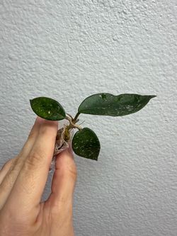 Hoya starry night lightly rooted