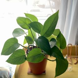 Pothos In Ceramic pot