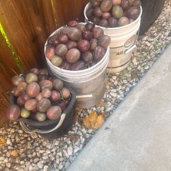 Passion Fruit Maracuya 