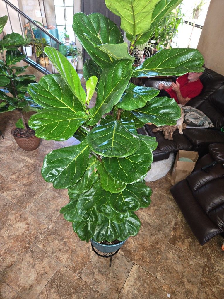 5ft 6in Tall Fiddle Leaf Fig Plant In 14in Corrugated Composite Pot With Stones And Shells 