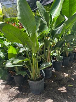 Bird of paradise in 3 gls pot. SPECIAL PRICE 🤩
