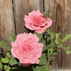 Pink Rose bush 