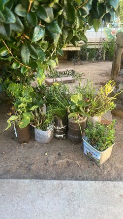 Suculentas