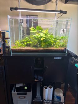 Perfectly Running Freshwater Rimless Aquarium