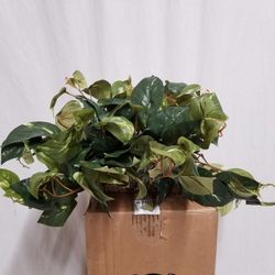Nearly Natural 6708, 15 In. Pothos Ledge (set In Foam) Silk Plant, Green. New, PRICE IS NOT NEGOTIABLE.