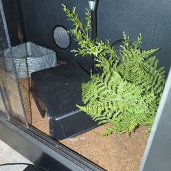 Reptile tank has a rock water bown  a few items come with it