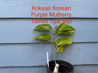 kokuso korean purple mulberry tree