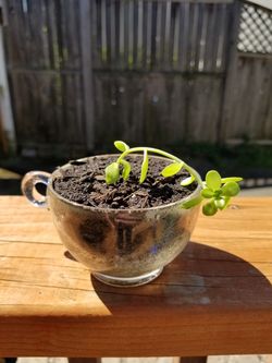 Sedum succulent in a glass teacup.