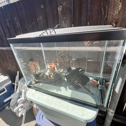 20 Gallon Aquarium