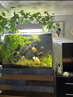 Large Fish Tank