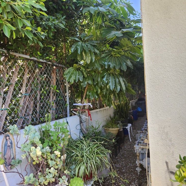 Over 8ft Tree Plant ☘️🌵🌴🌲🌴🌲🌵🌵