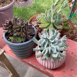 Succulents 