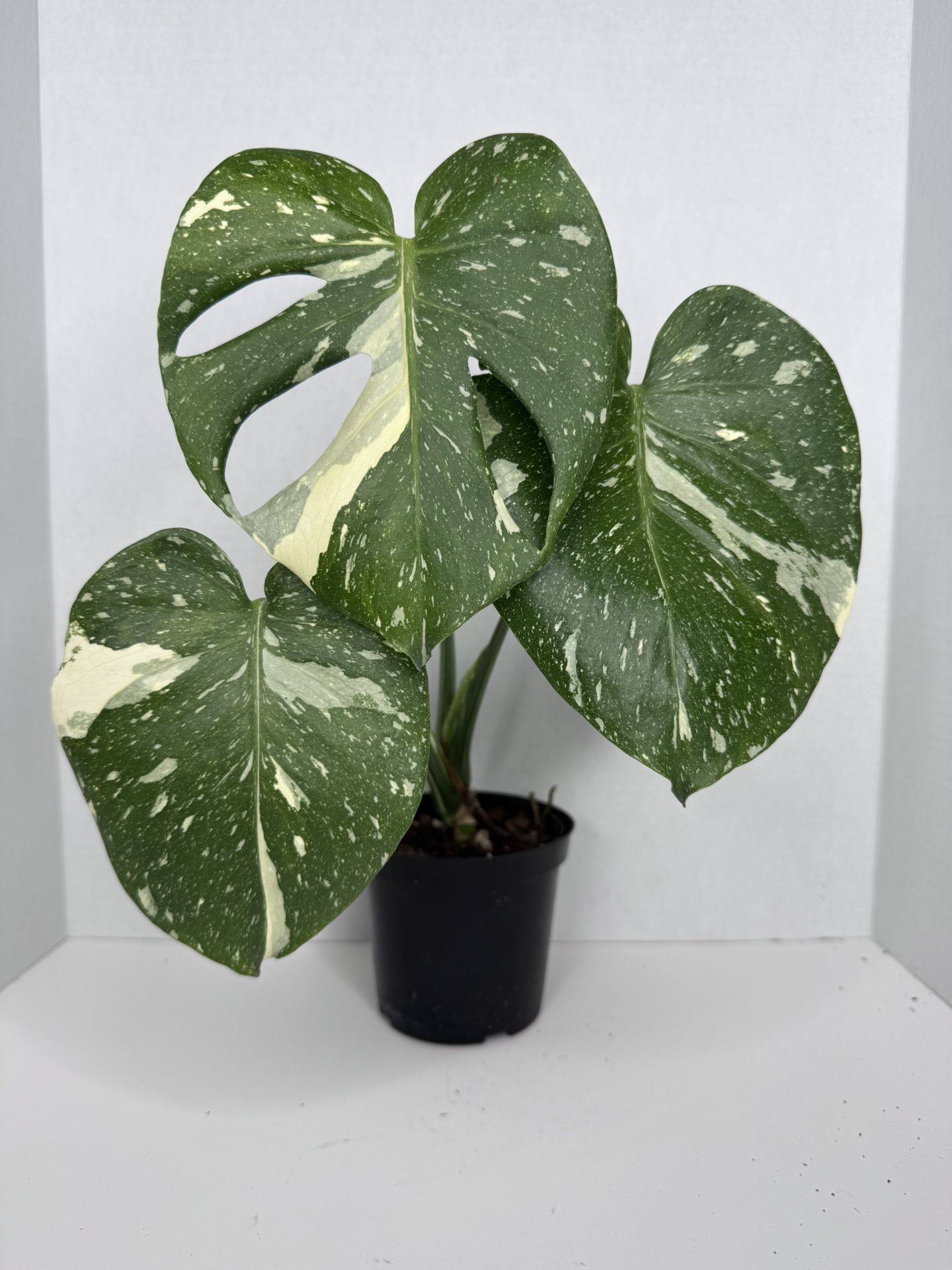 Monstera Thai Constellation Plant 