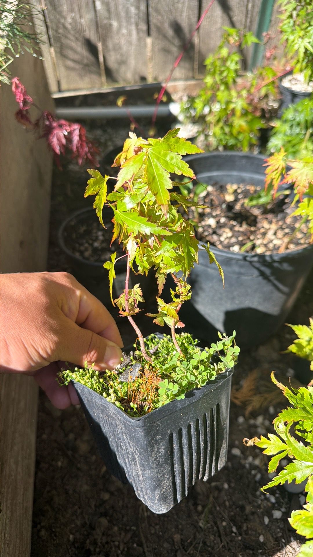 Small Japanese maples
