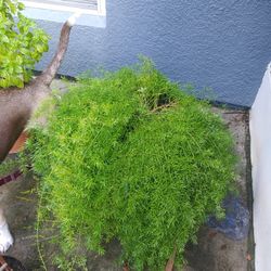 Massive Asparagus Fern