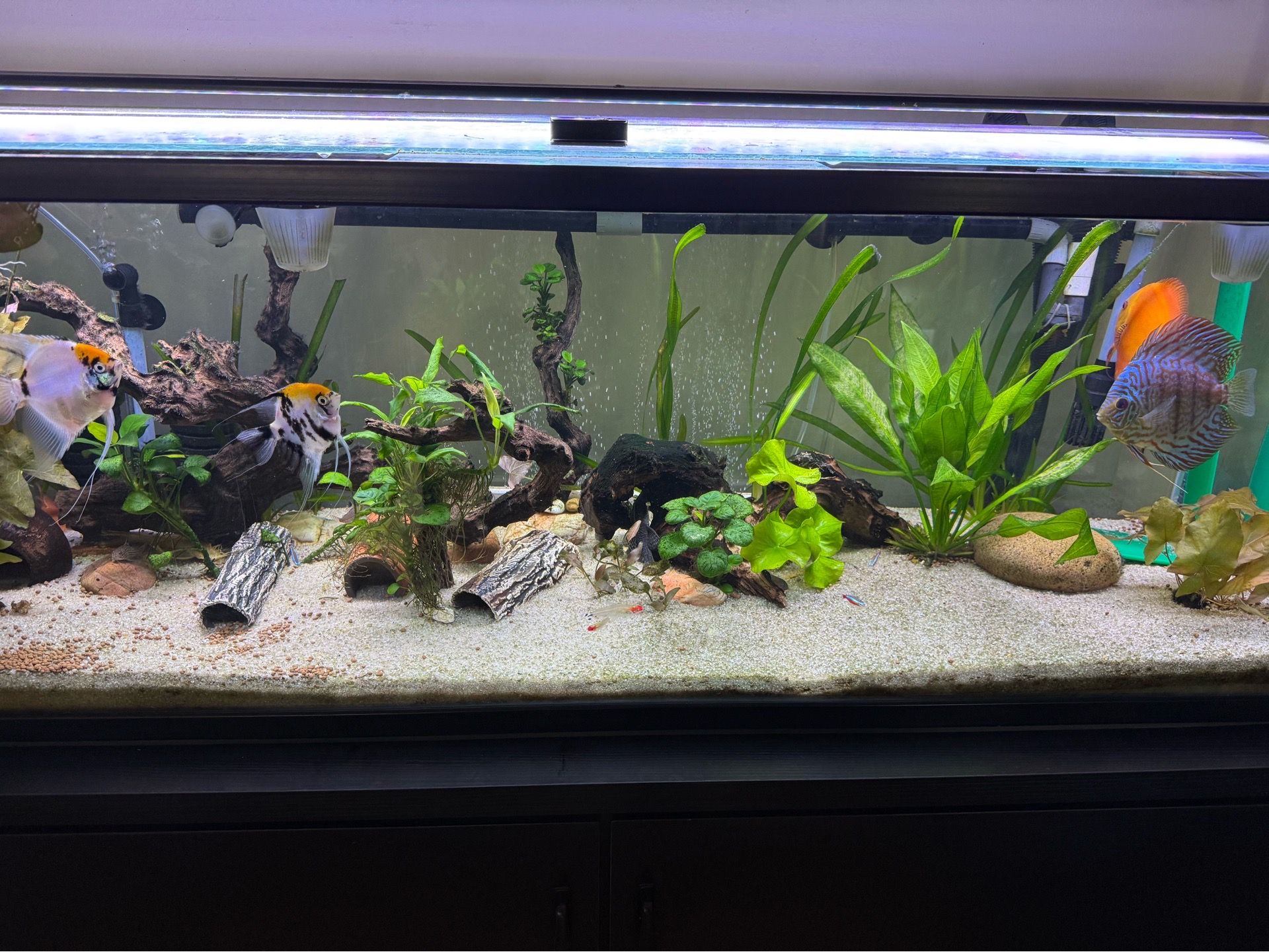 Aquarium Decor & Aquascaping Setup