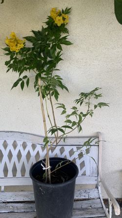 Tecoma Flower Plant 26$