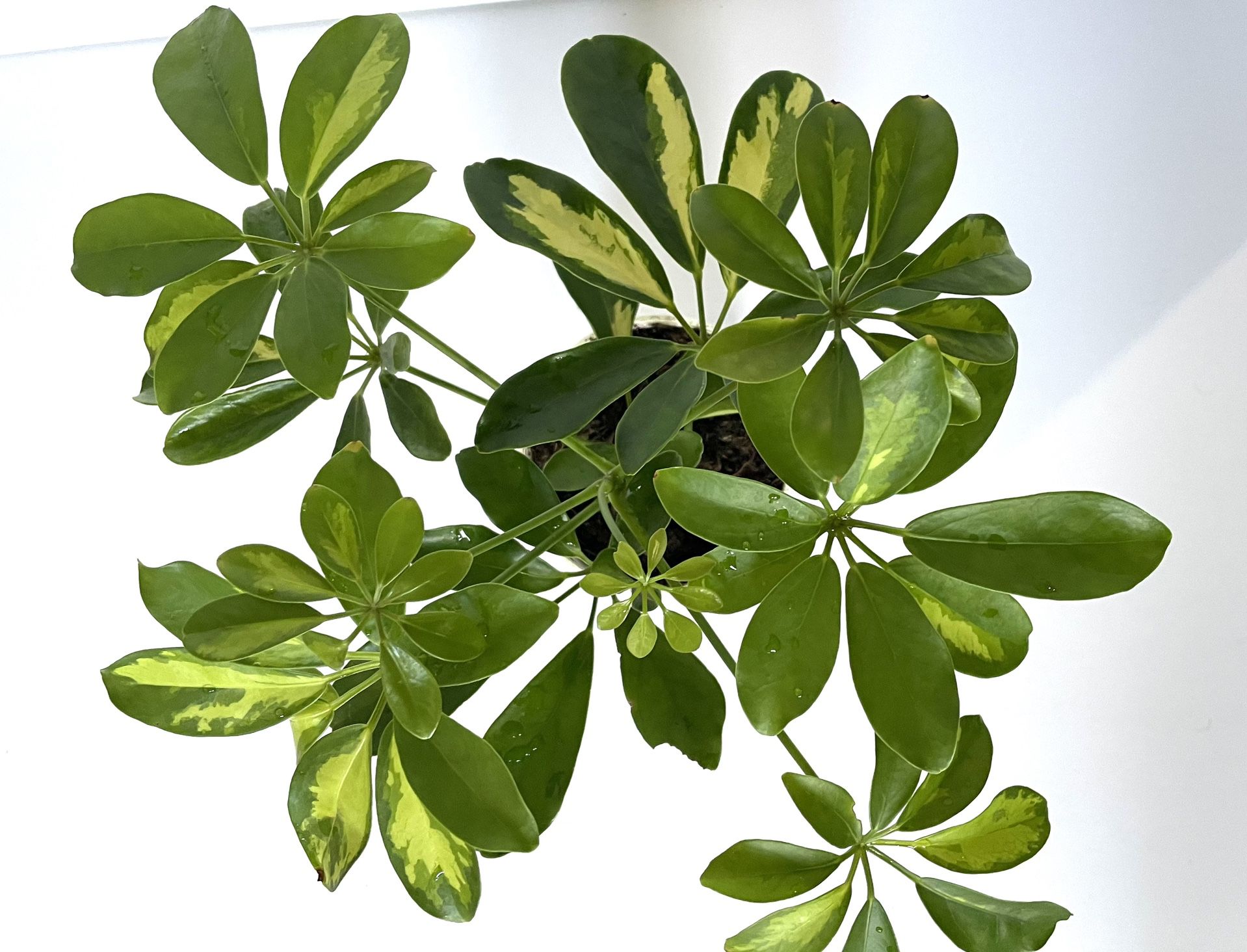Variegated Schefflera “Umbrella Plant”