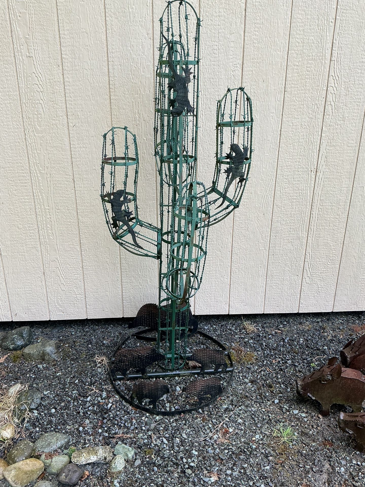 Barb Wire Cactus
