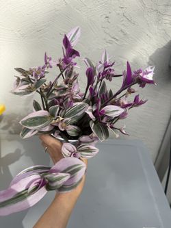 Tradescantia