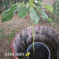 AVOCADO 🥑 TREE 🌳 
