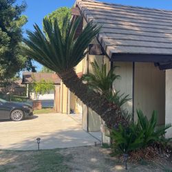 Sago Palm Tree/Plant For Sale!