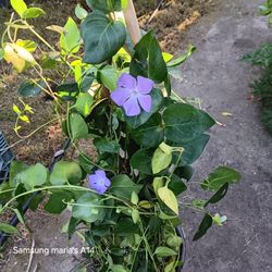 Vinca Purple Flower Vine