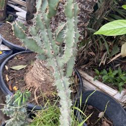 Cactus Beautiful (4 Available)