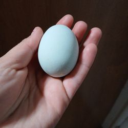 Fertilr To Incubate Huevo Fertile