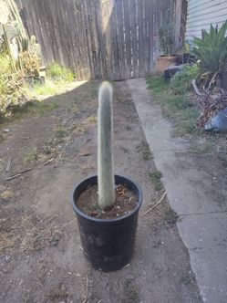 Silver torch cactus plant