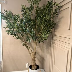 Olive Tree