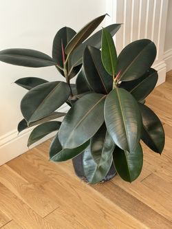 Rubber Ficus