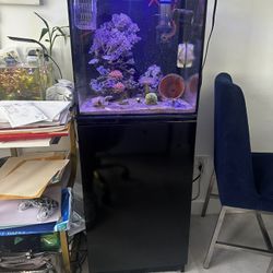 marine aquarium fish tank saltwater 