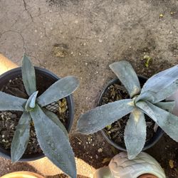 Agave Sale!