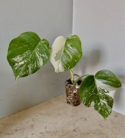 Monstera Albo Plant