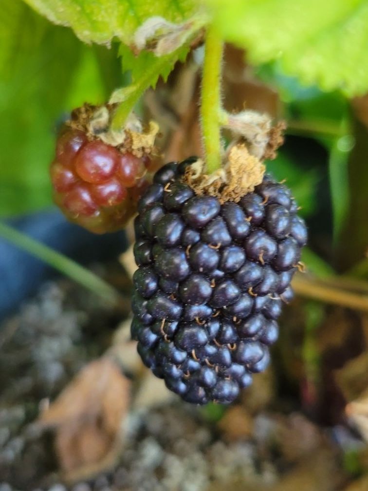 Blackberry Tree