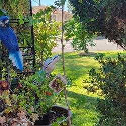 JUJUBE TREE G866 variety.  One Of The Best Tasting Jujube!