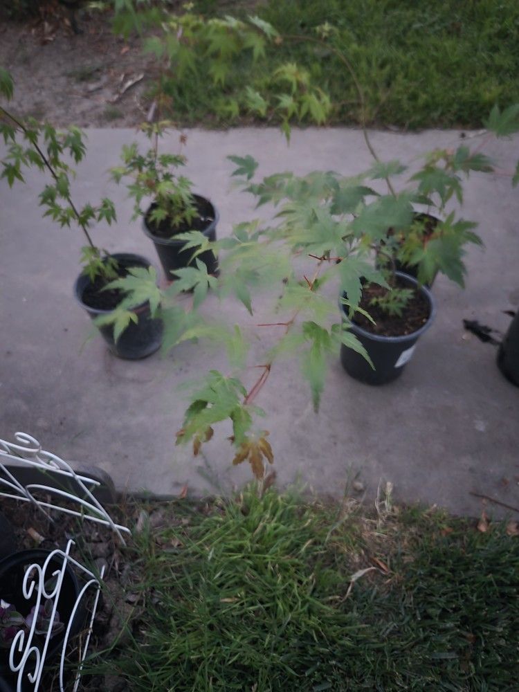 Bendo Arbolitos Sunombre Green Japonese Tree Maple